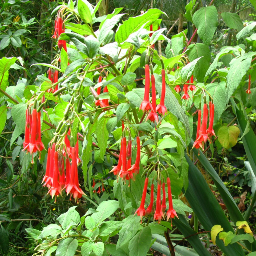 Fuchsia triphylla Fulgens