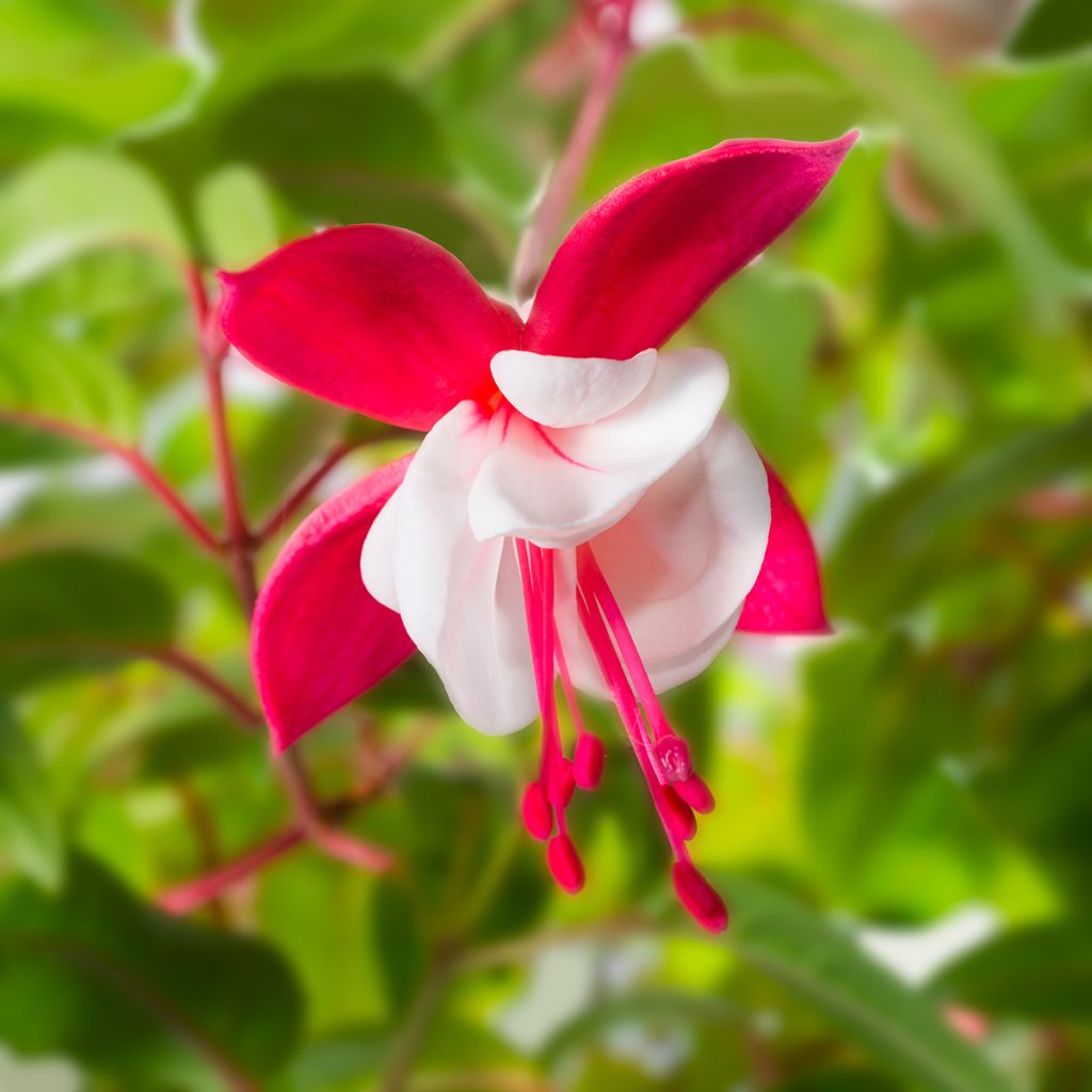 Fuchsia Snowcap