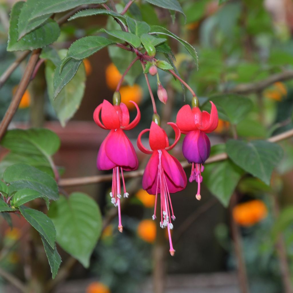 Fuchsia x hybrida Charming