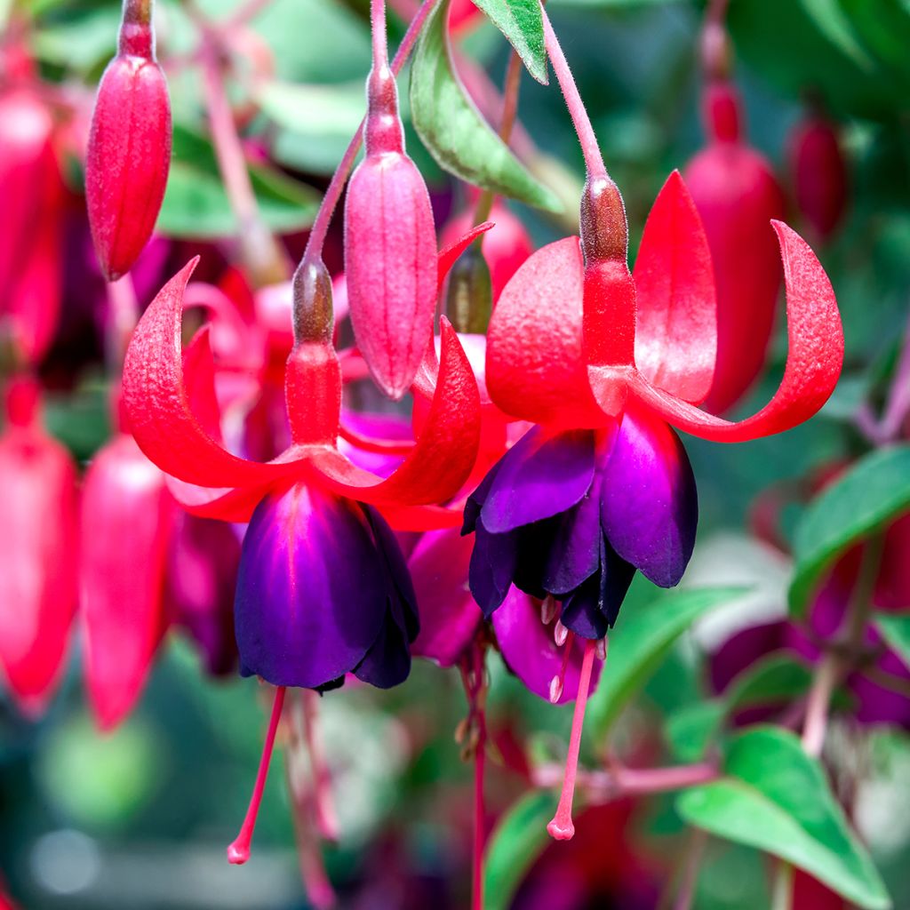 Fuchsia x hybrida Charming