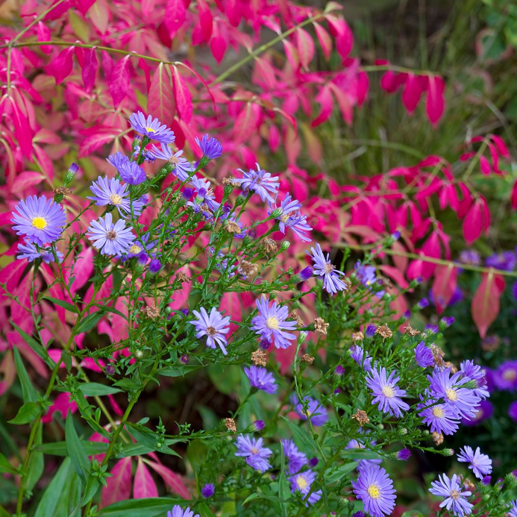 Euonymus alatus - Burning Bush