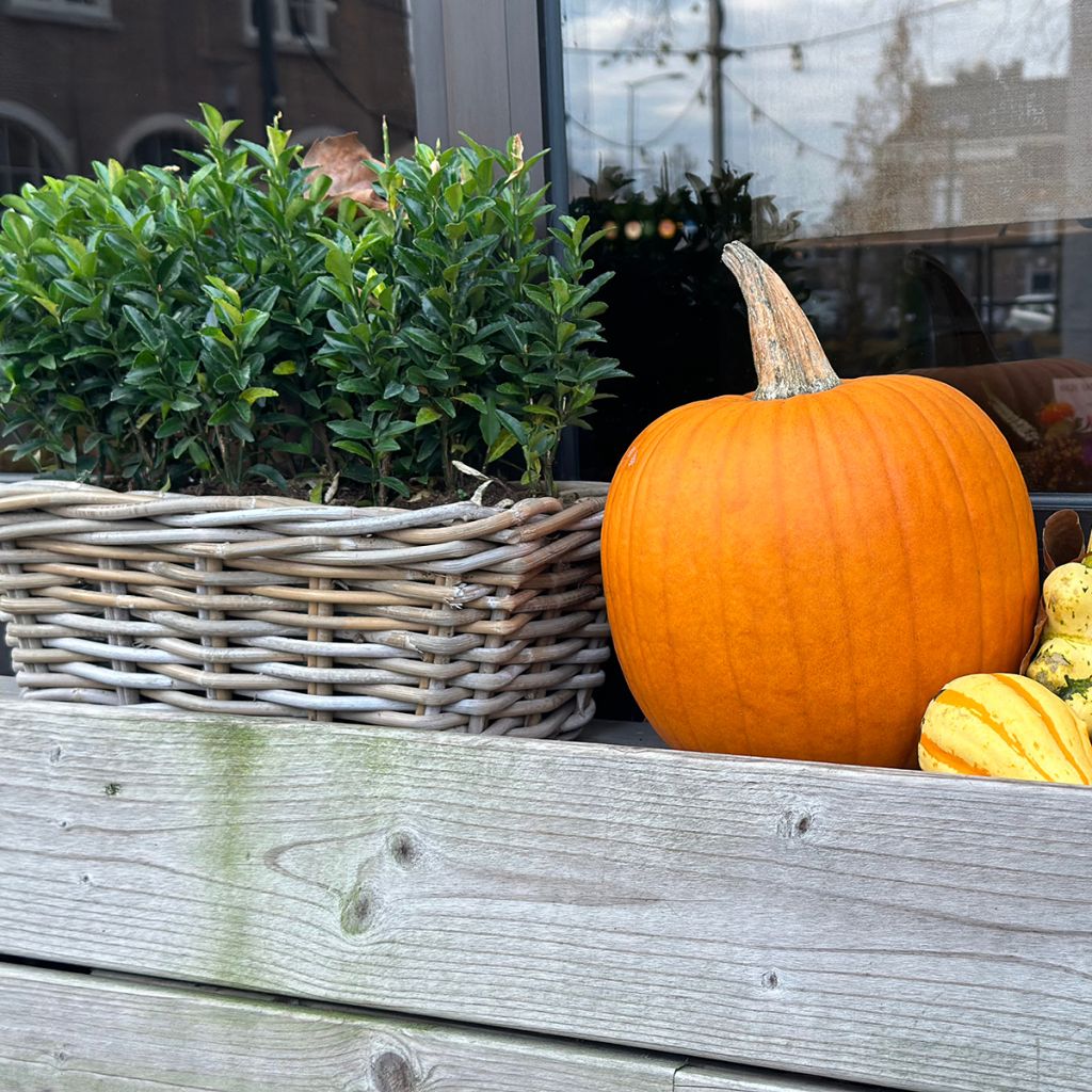 Euonymus japonicus Green Spire - Japanese Spindle