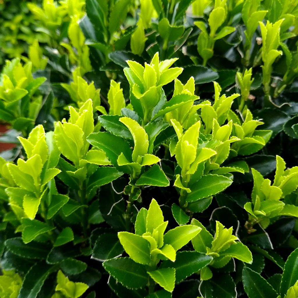 Euonymus japonicus Green Spire - Japanese Spindle