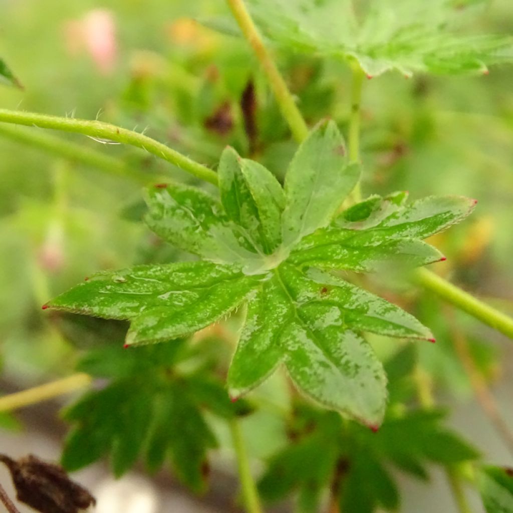 Geranium sanguineum Blushing Turtle