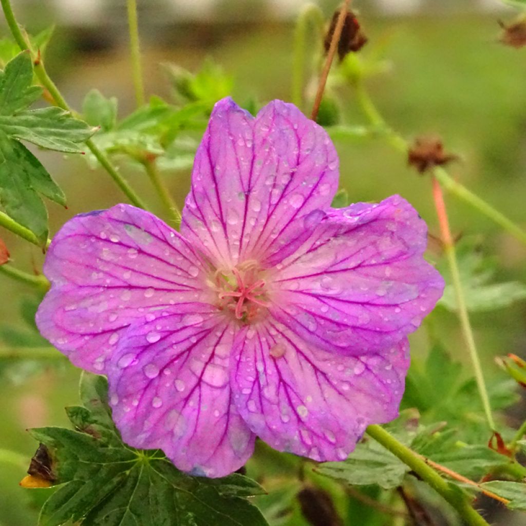 Geranium sanguineum Blushing Turtle