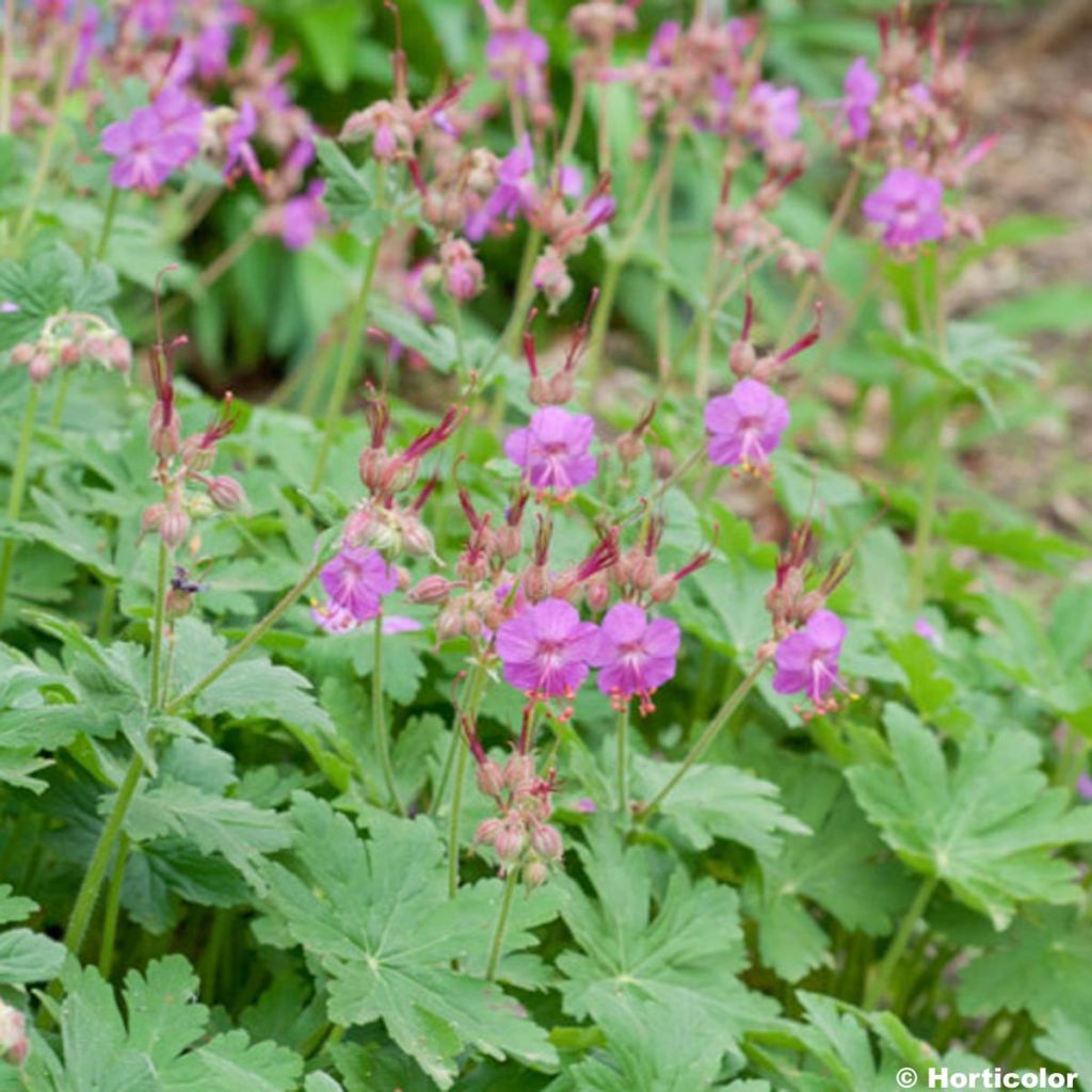 Geranium macrorrhizum - Bigroot Geranium