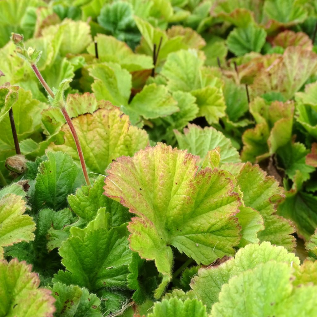 Geum coccineum Borisii