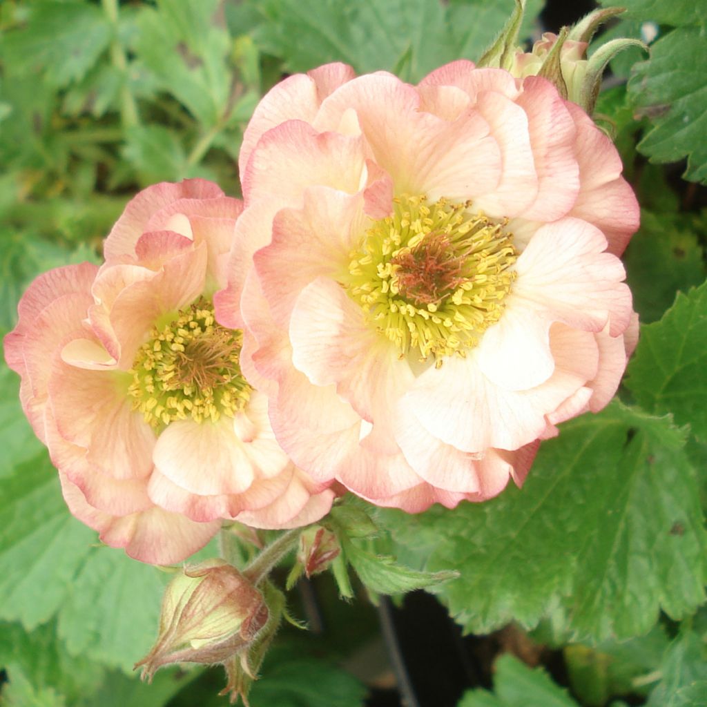 Geum Cosmopolitan