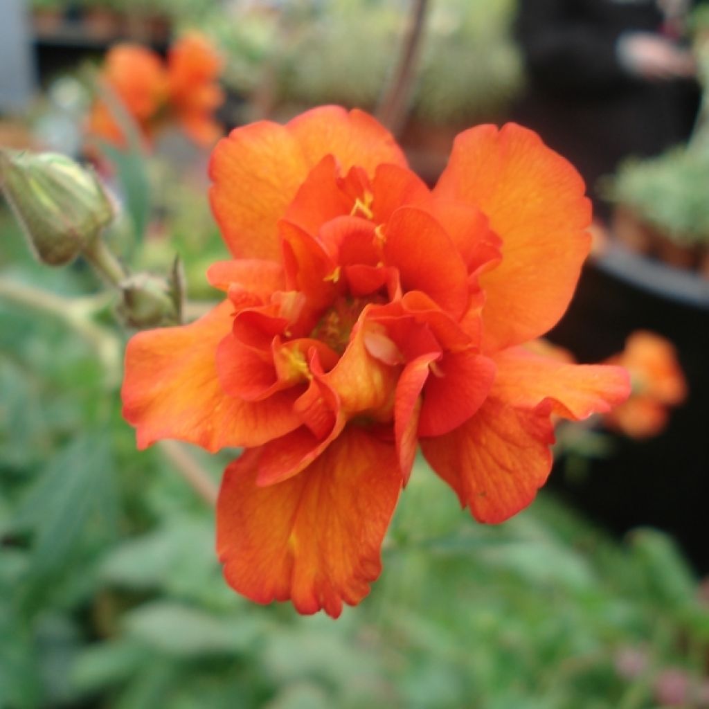 Geum Prinses Juliana
