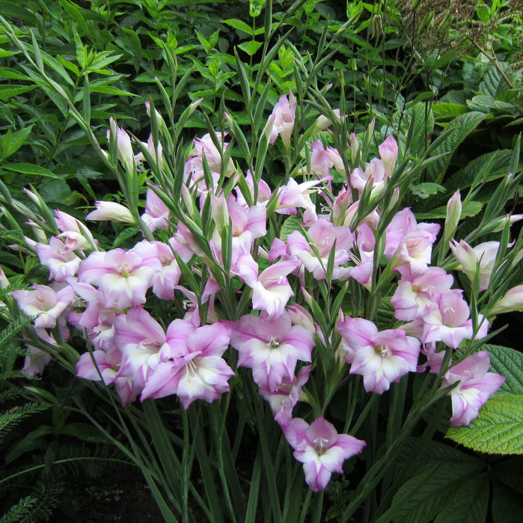 Gladiolus Charming Henry - Sword Lily