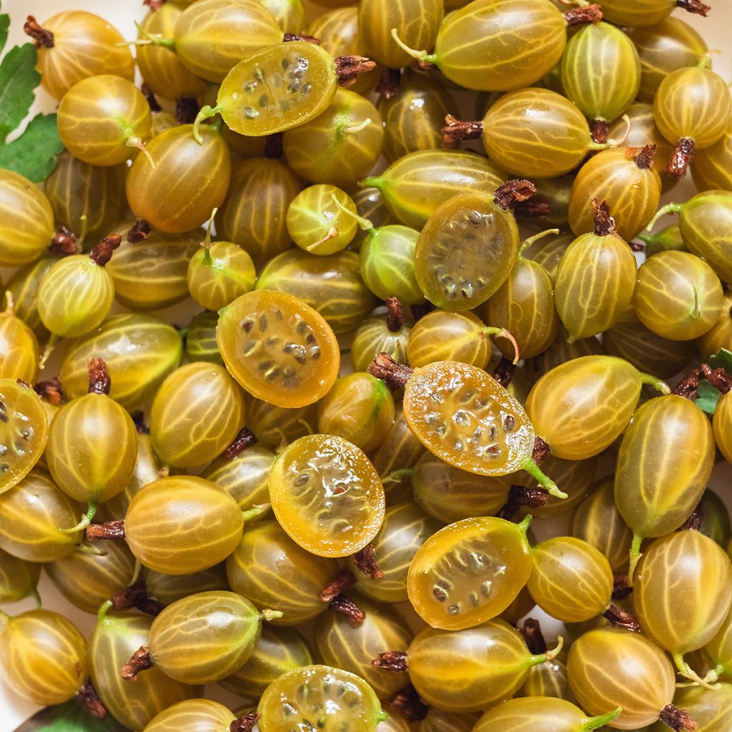 Gooseberry Hinnonmäki Gul - Ribes uva-crispa