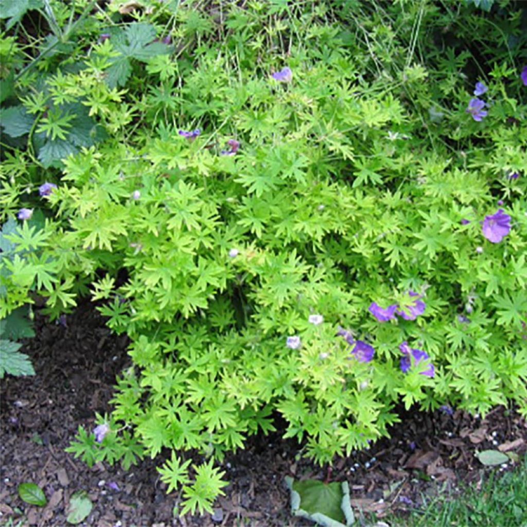 Geranium hybride Blue Sunrise