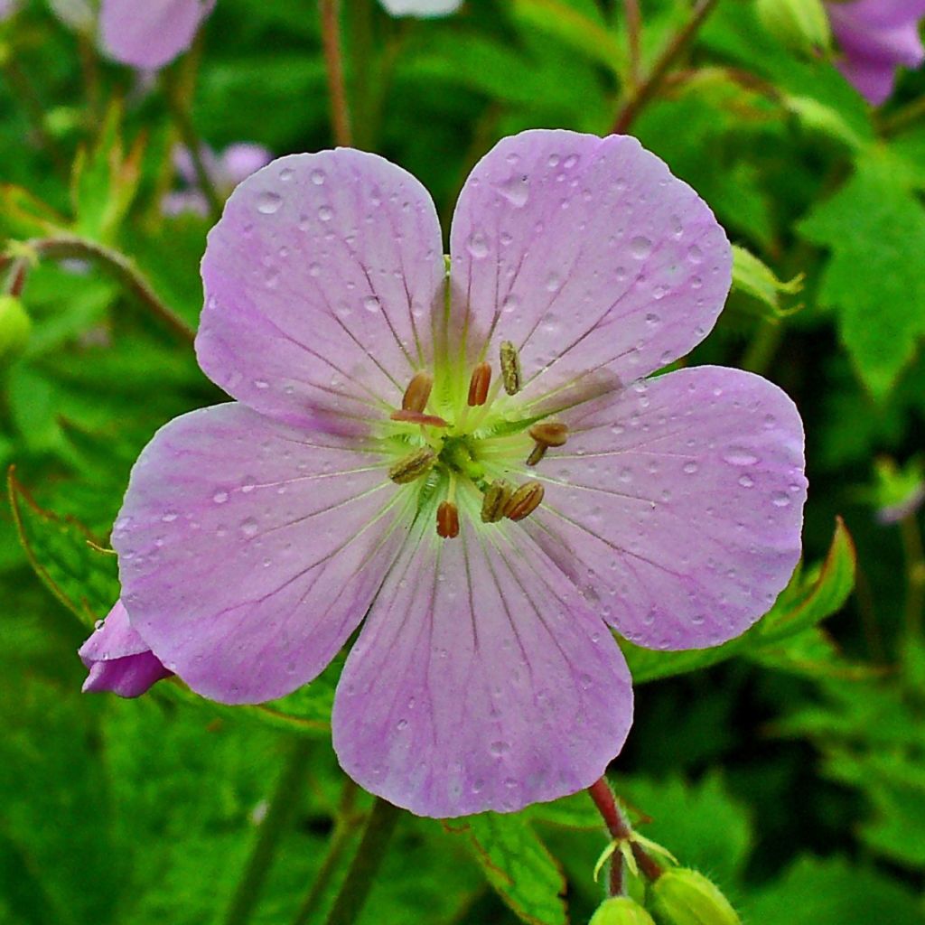 Geranium maculatum
