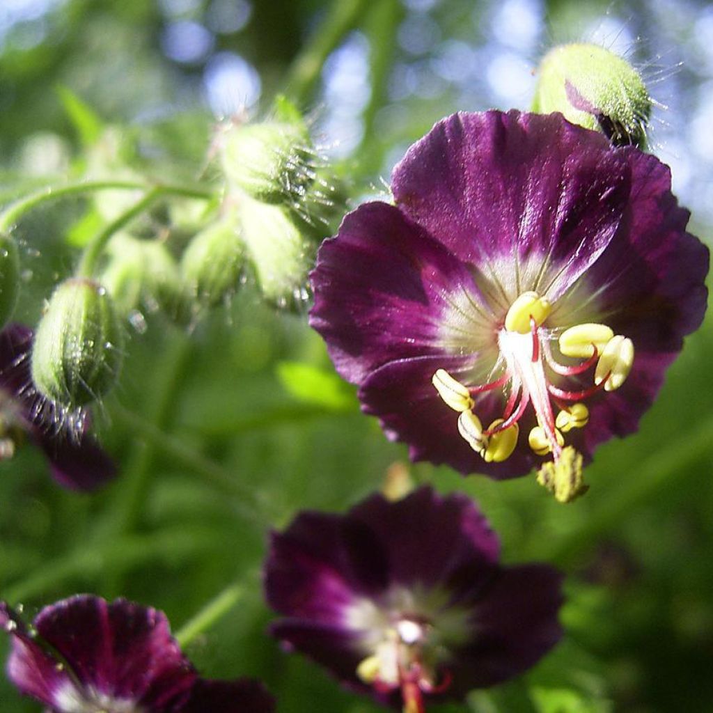 Mourning Widow - Geranium phaeum