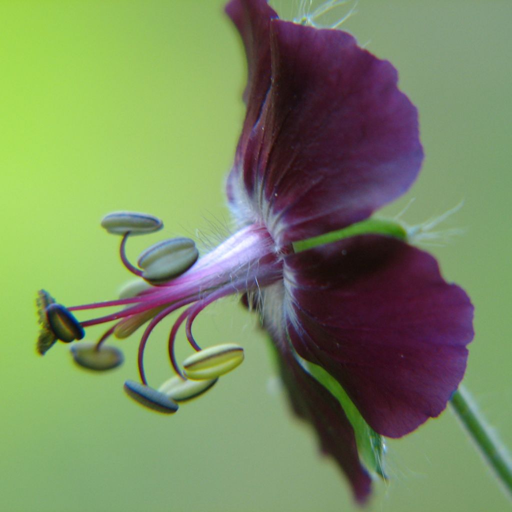 Mourning Widow - Geranium phaeum