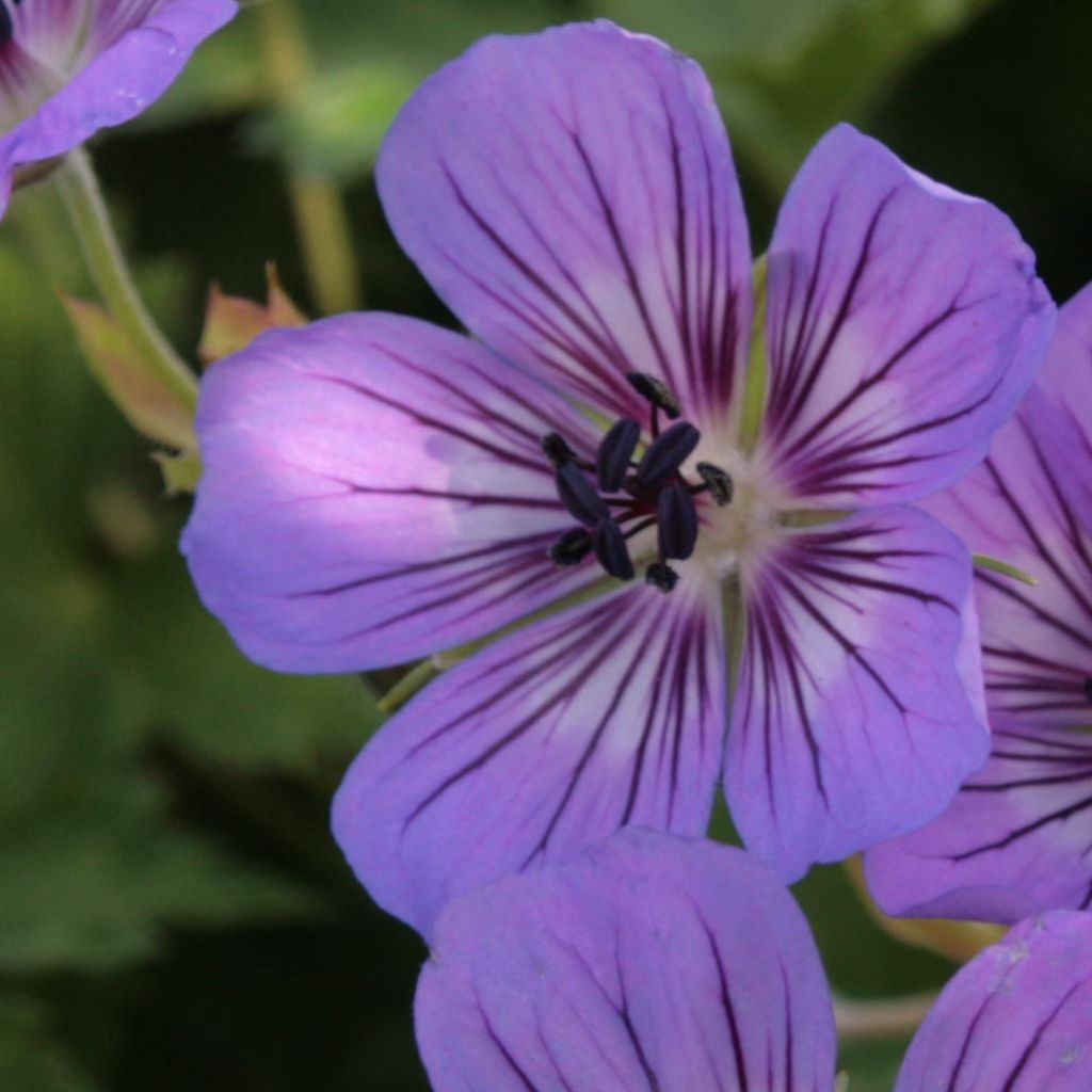 Geranium wallichianum Rise and Shine