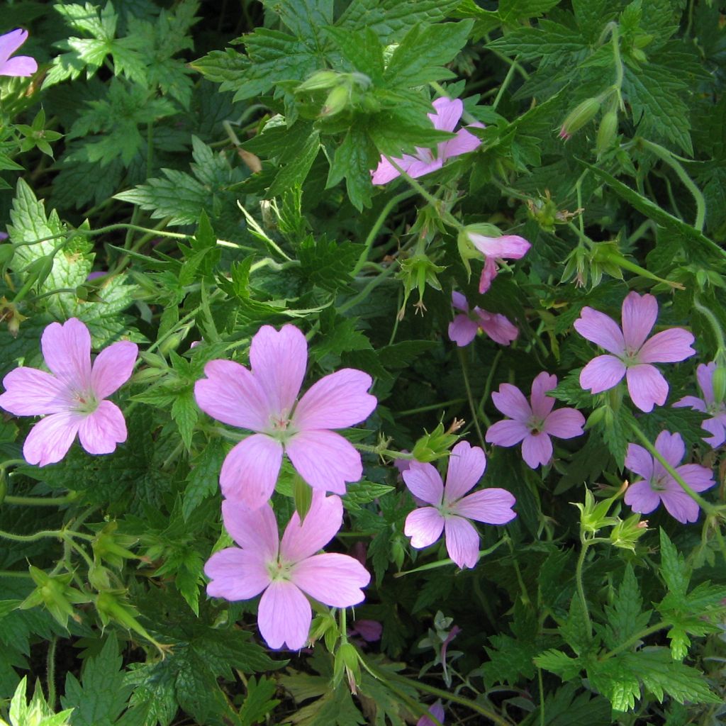 Geranium endressii - Endres cranesbill