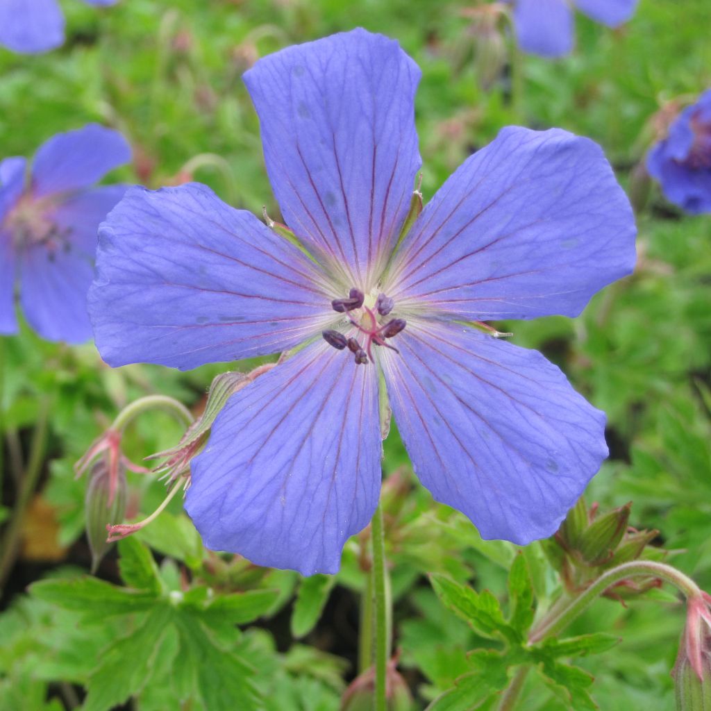 Geranium himalayense - Himalayan Cranesbill