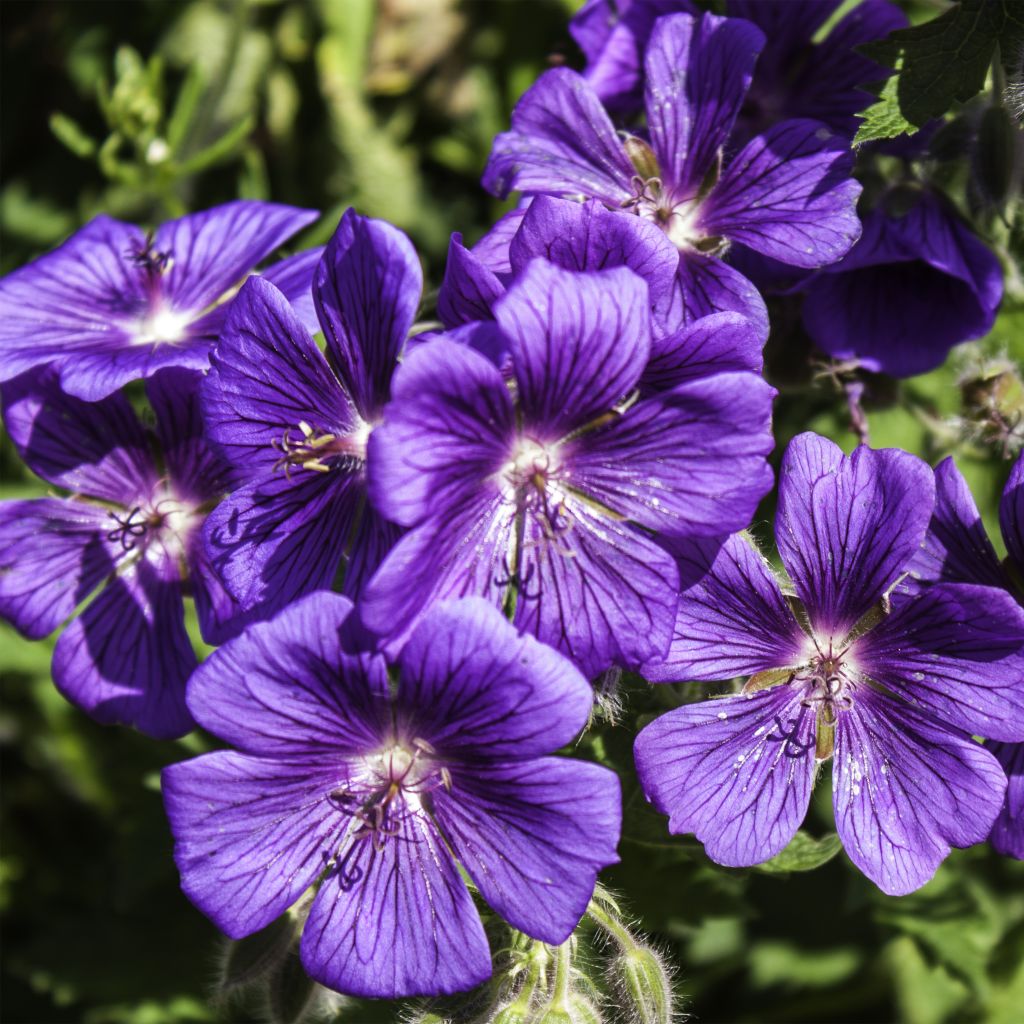 Geranium magnificum Rosemoor