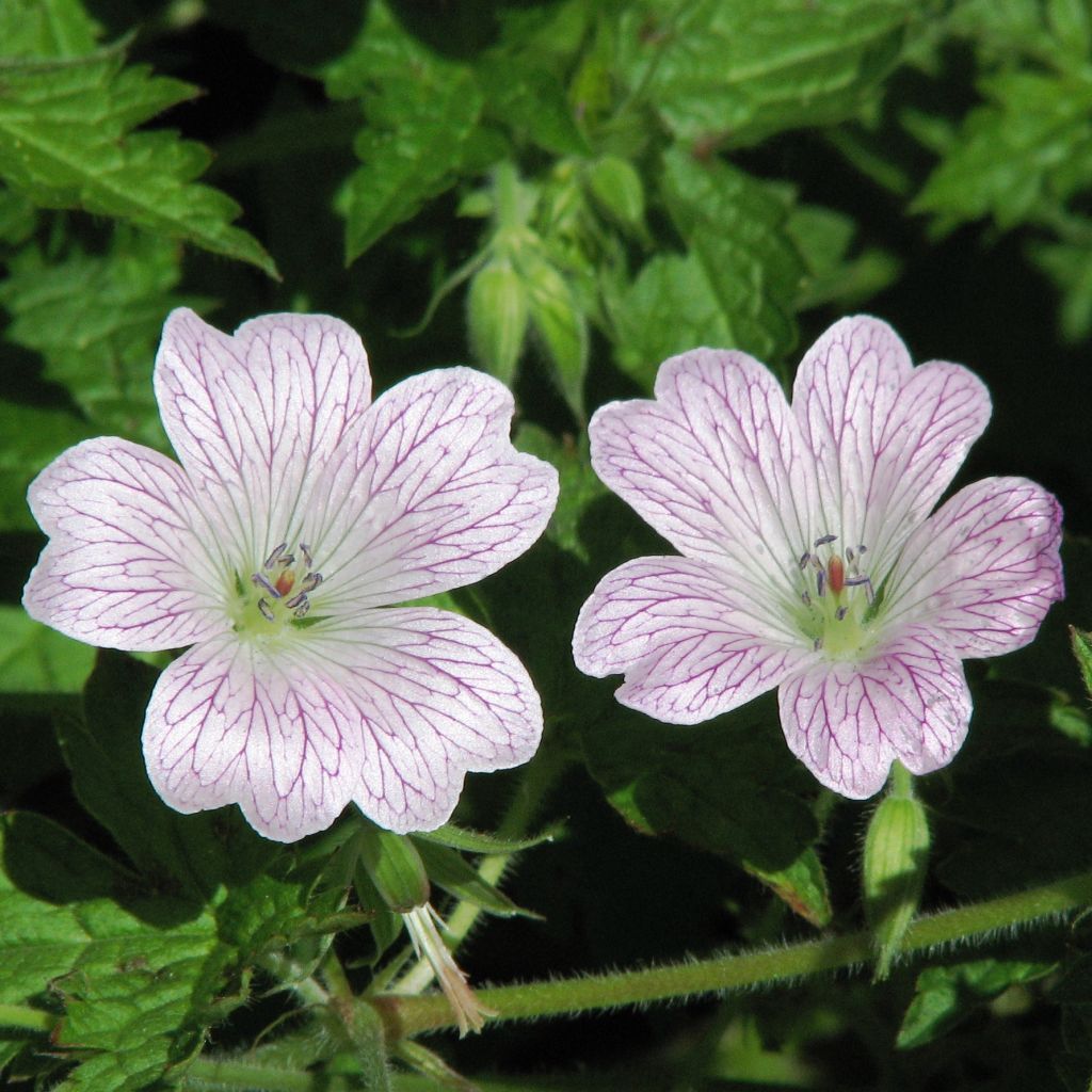 Geranium oxonianum Katherine Adele