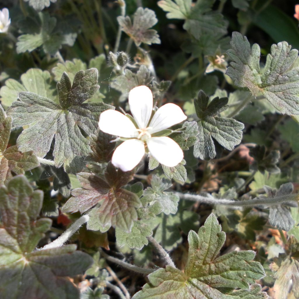 Geranium oxonianum Sanne