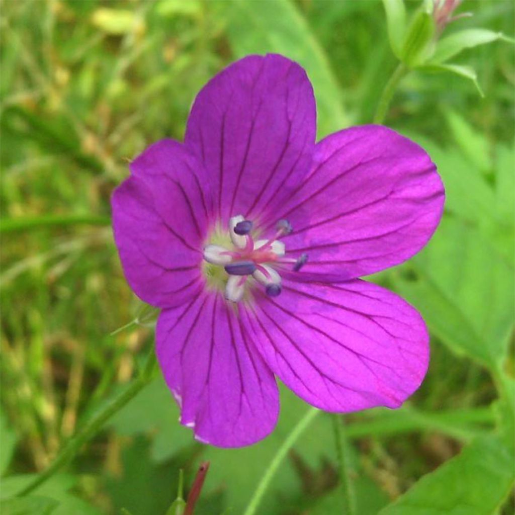 Geranium palustre