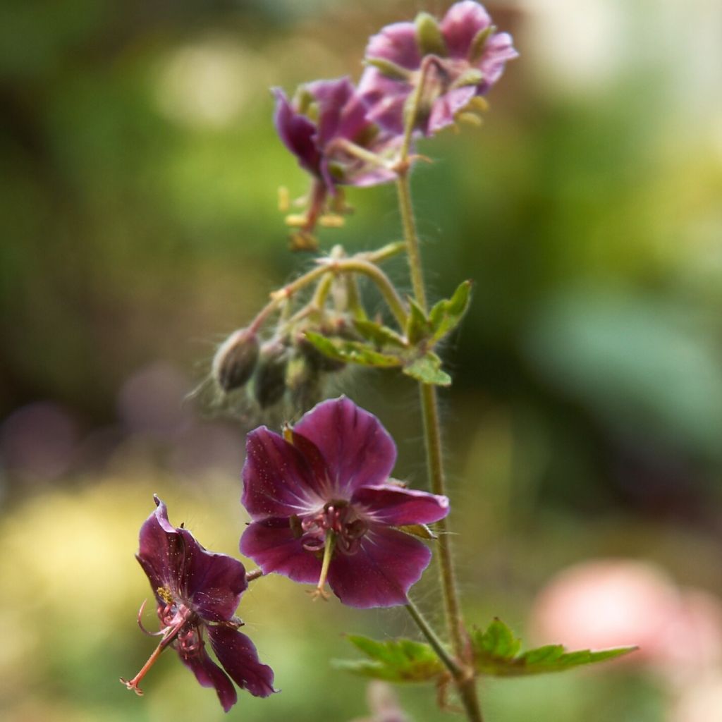 Geranium phaeum Samobor