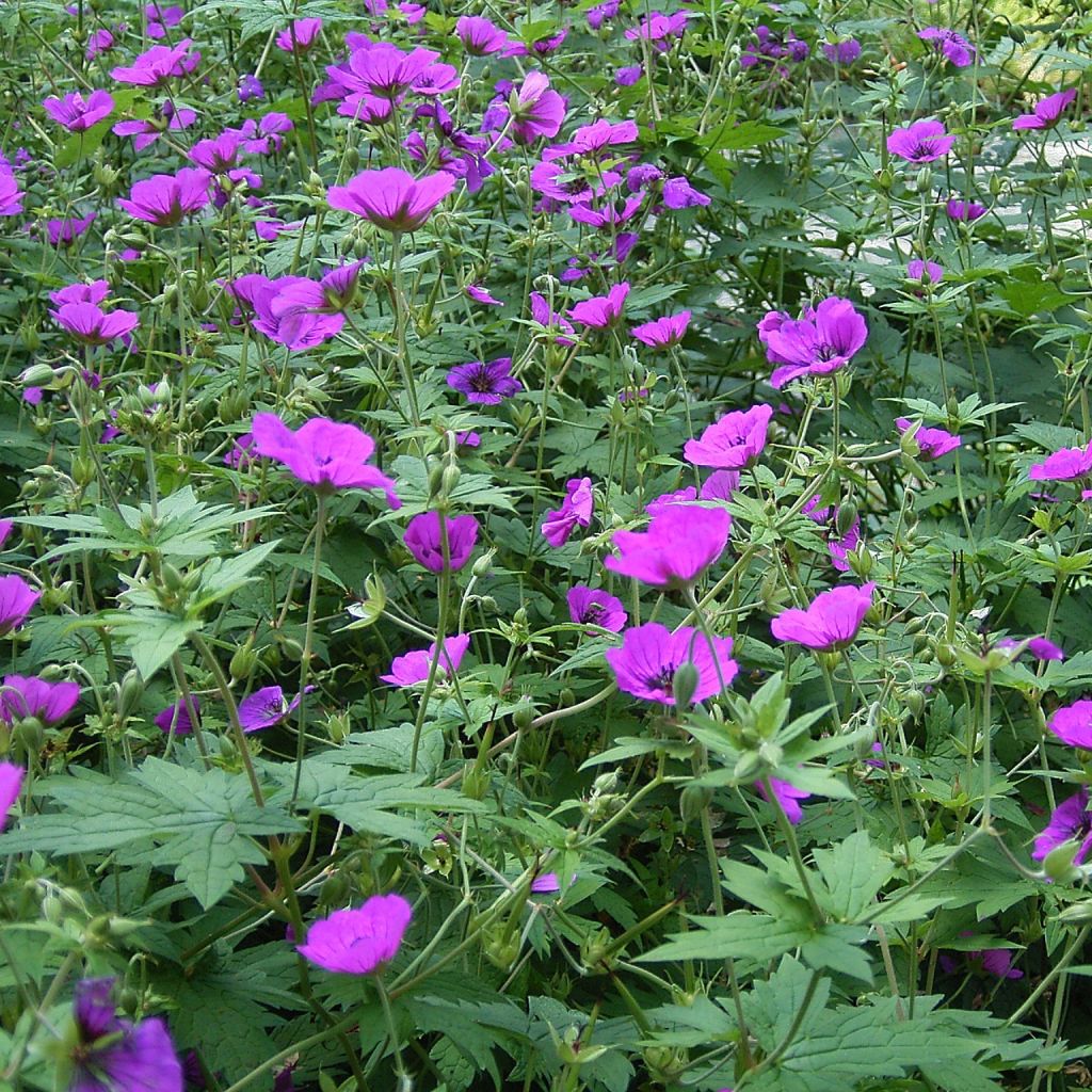 Geranium psilostemon - Armenian Cranesbill