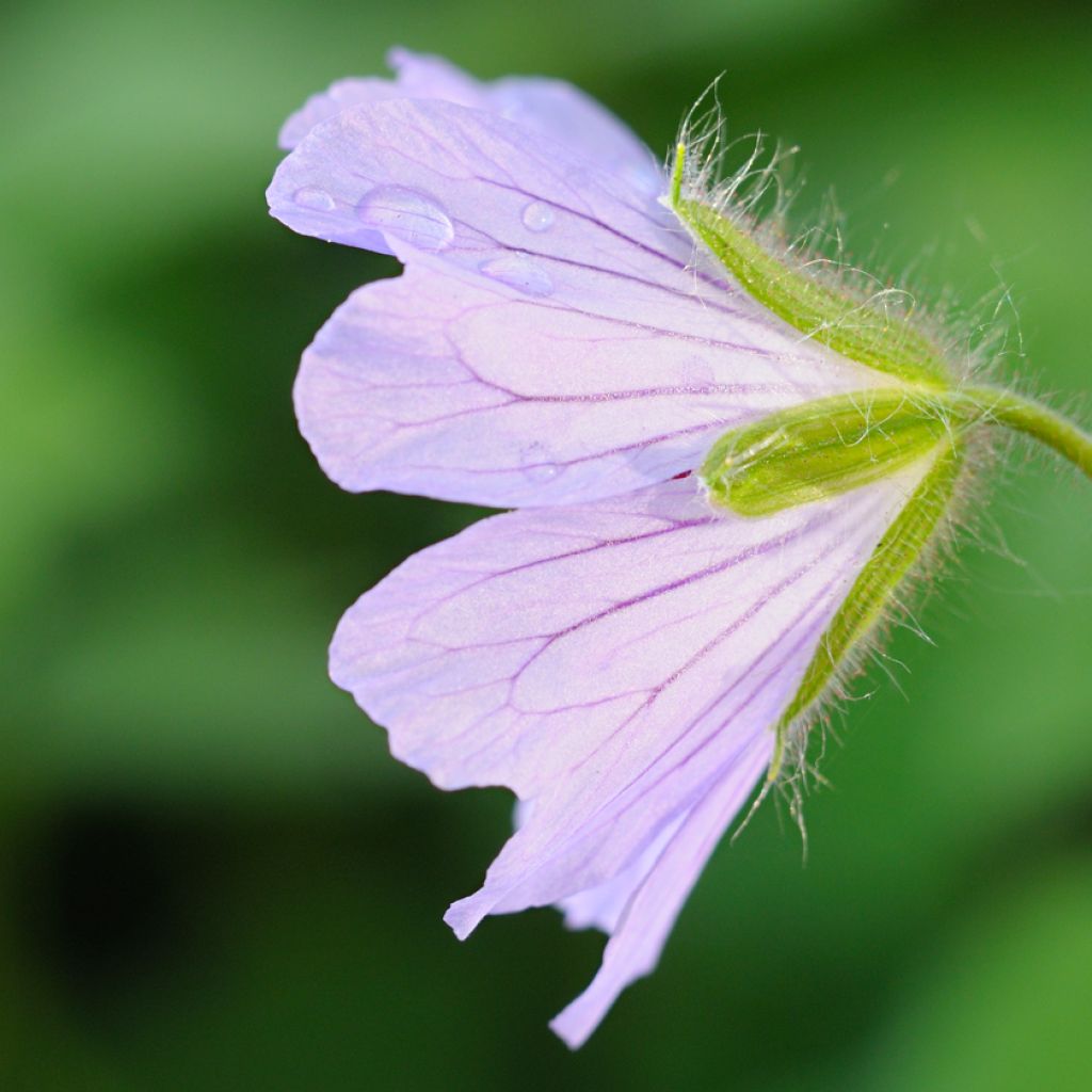 Geranium renardii Philippe Vapelle
