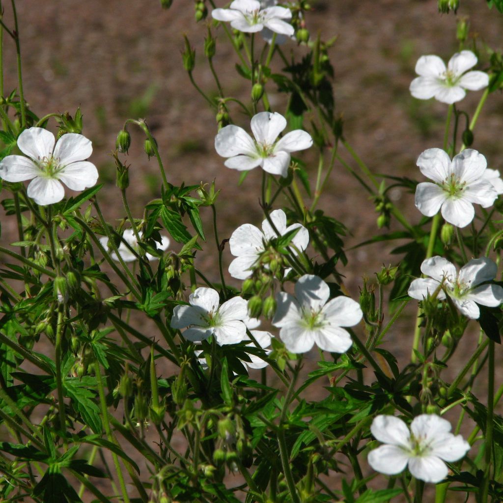 Geranium richardsonii