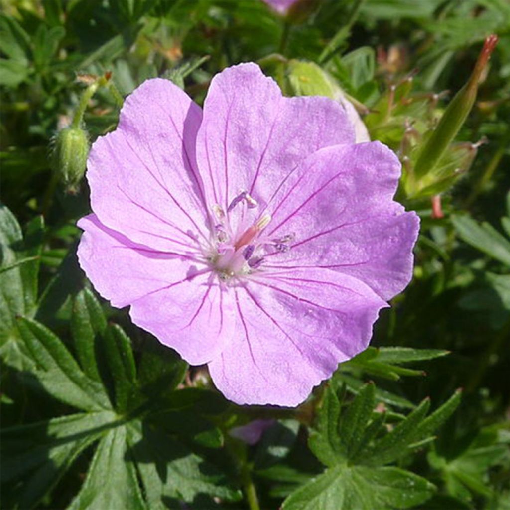 Geranium sanguineum Elsbeth