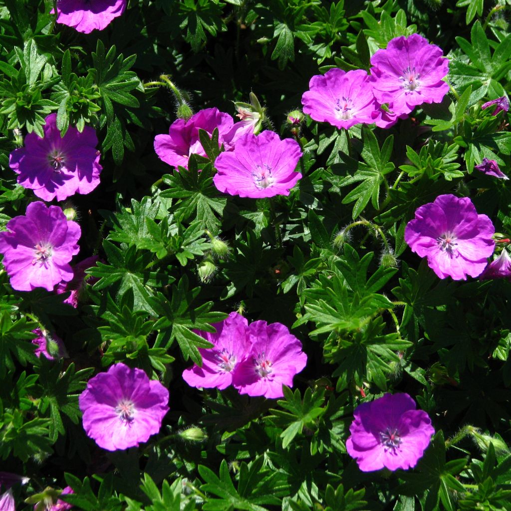 Geranium sanguineum Max Frei