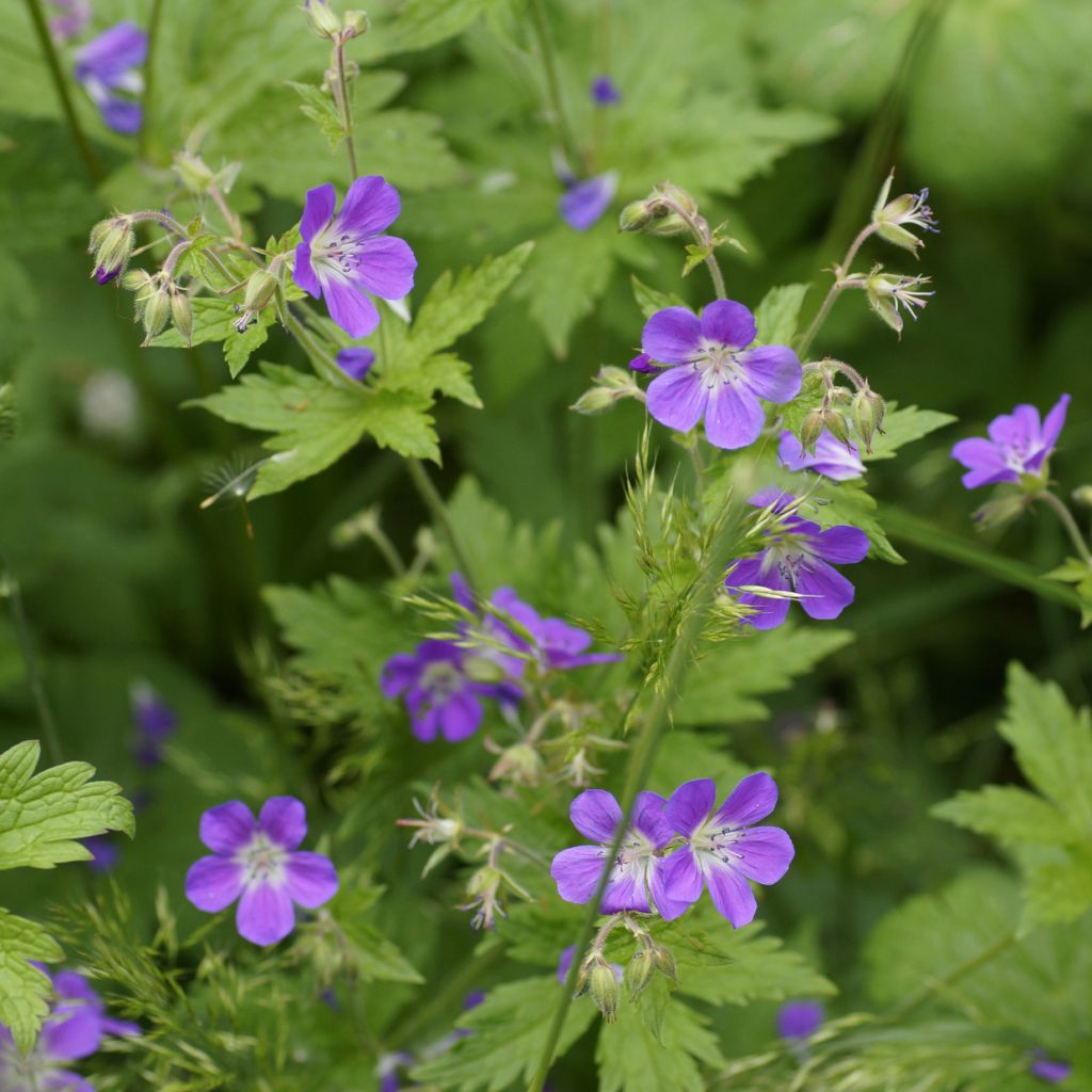 Geranium sylvaticum Birch Lilac