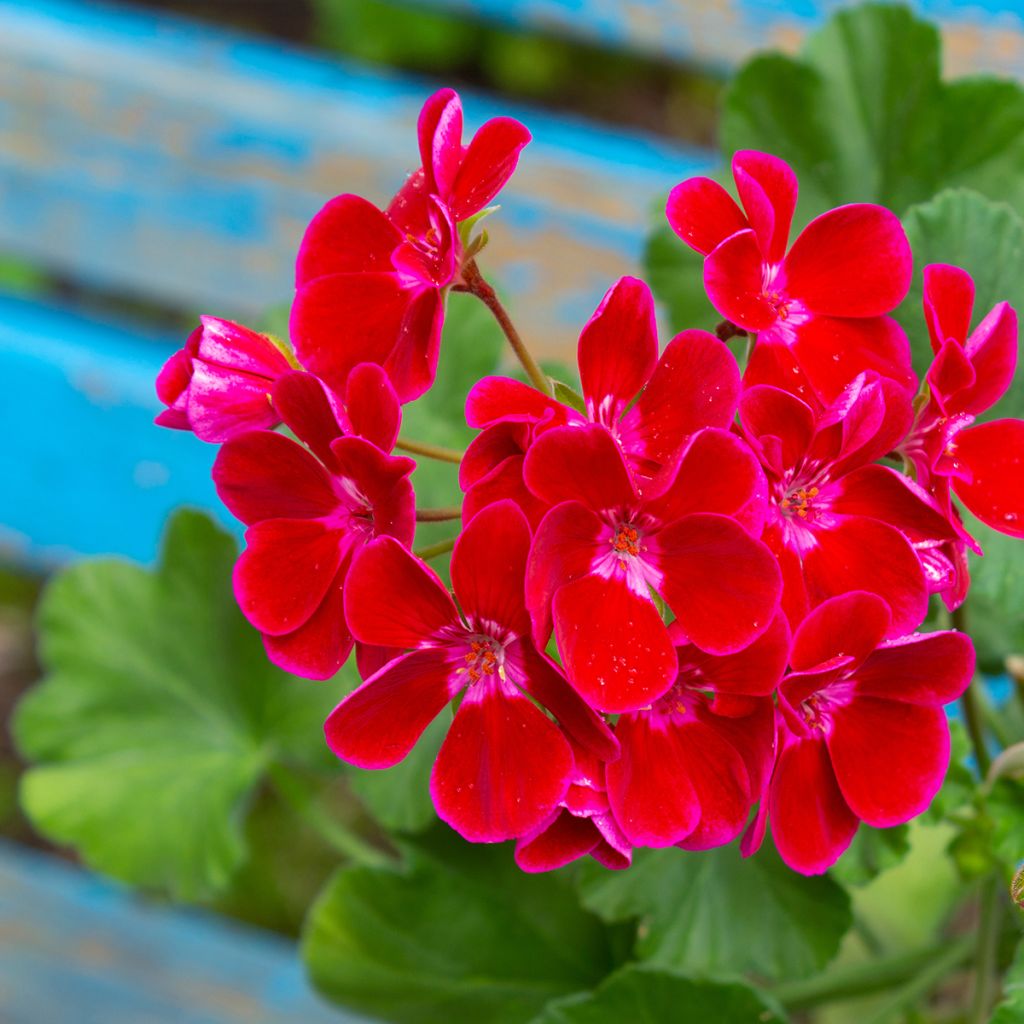 Pelargonium hortorum Flower Fairy Velvet