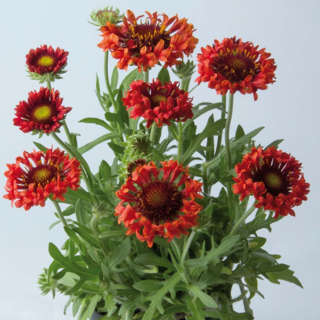 Gaillardia Fanfare Blaze