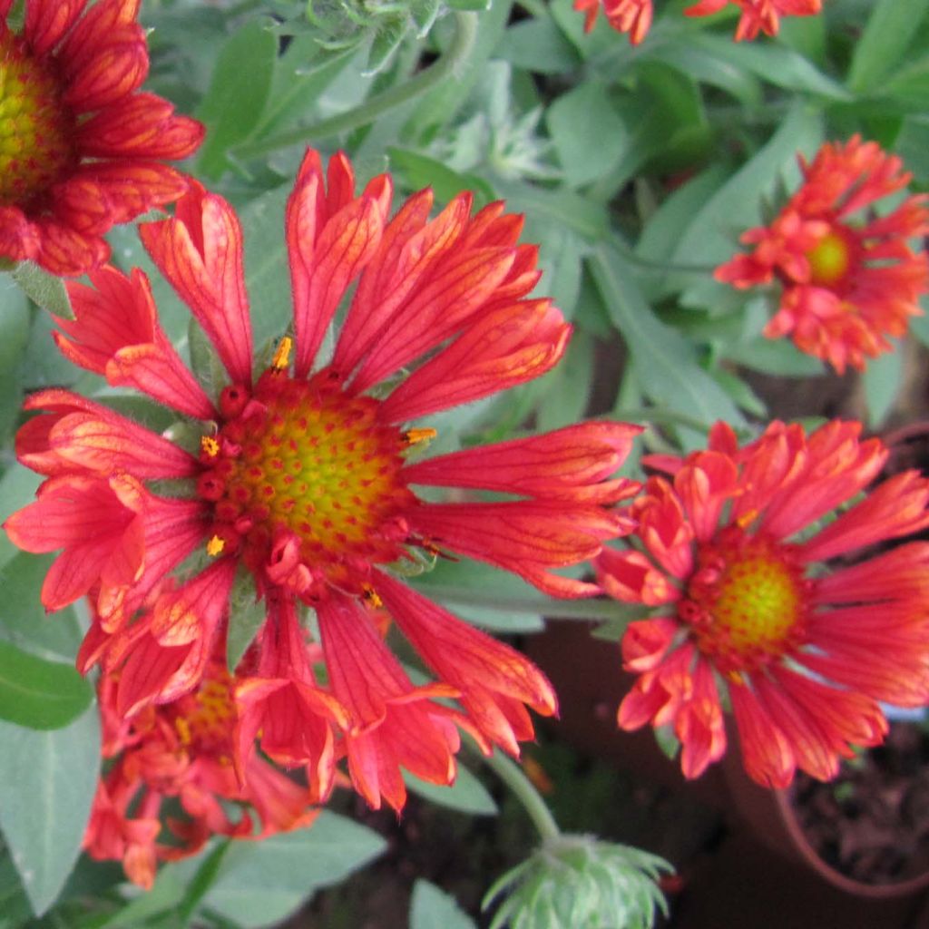 Gaillardia Fanfare Blaze