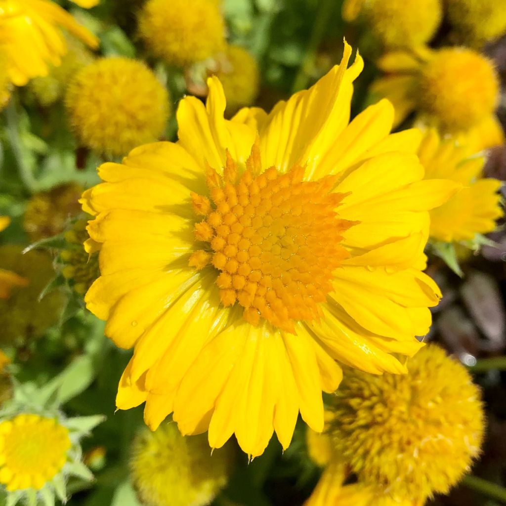 Gaillardia grandiflora Mesa Yellow