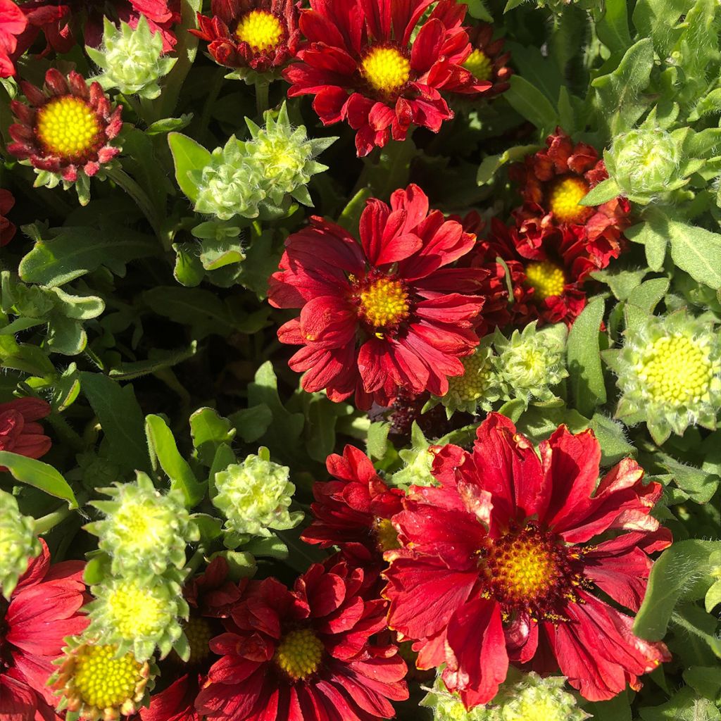 Gaillardia Arizona Red Shades
