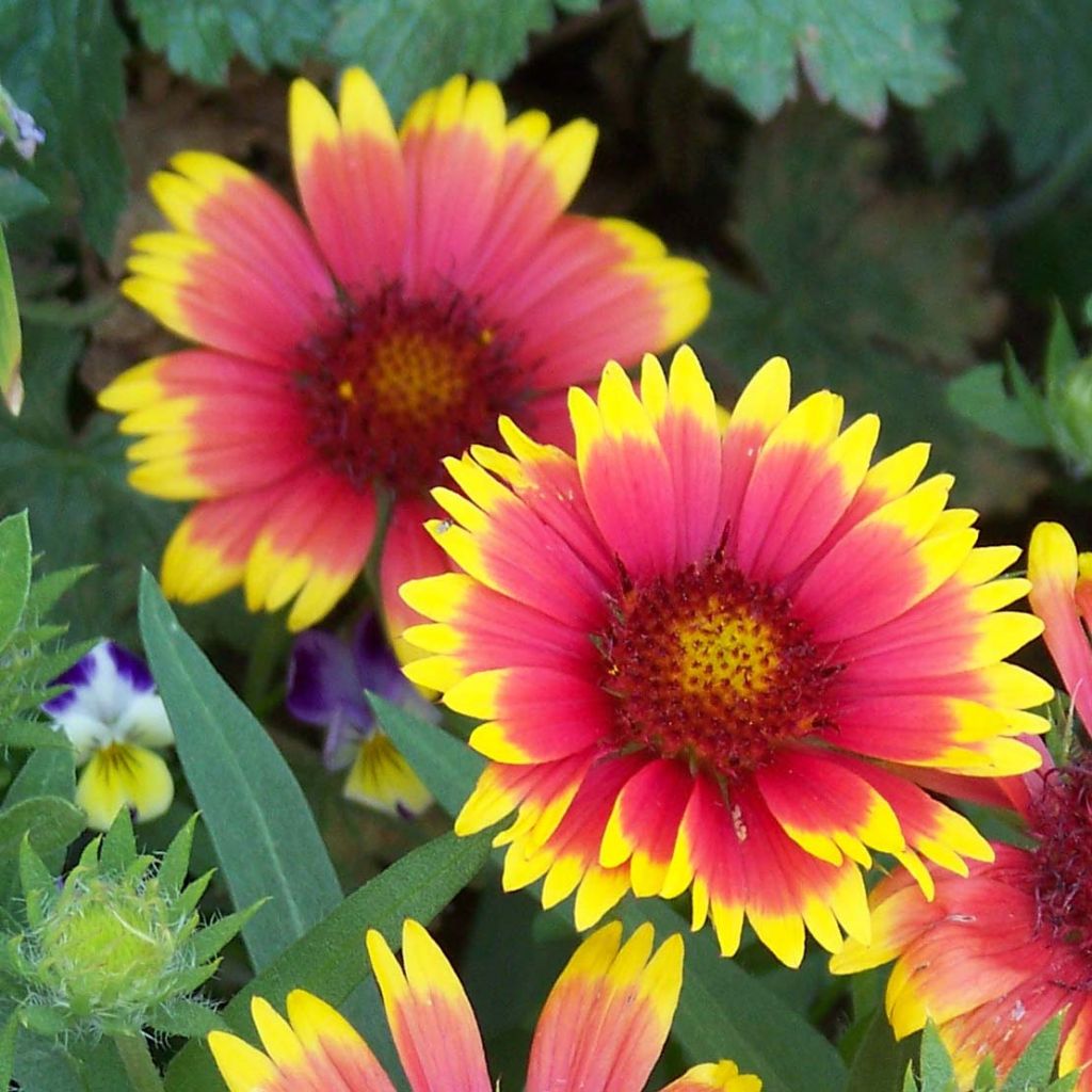 Gaillardia Lutin