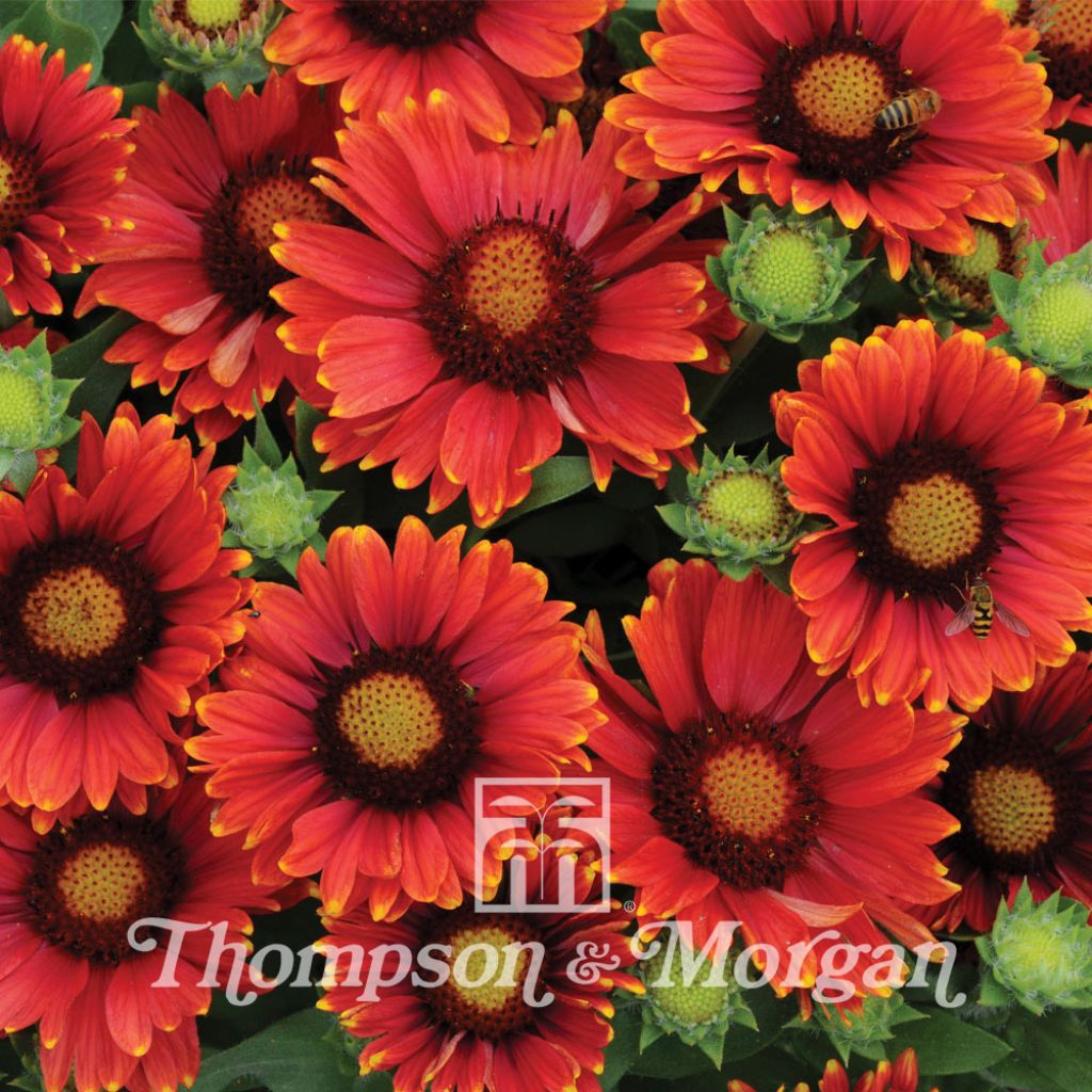Gaillardia Arizona Red Shades Seeds