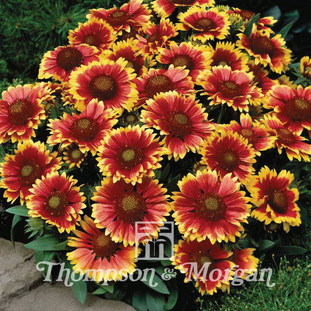 Gaillardia aristata Arizona Sun - Great Blanket Flower