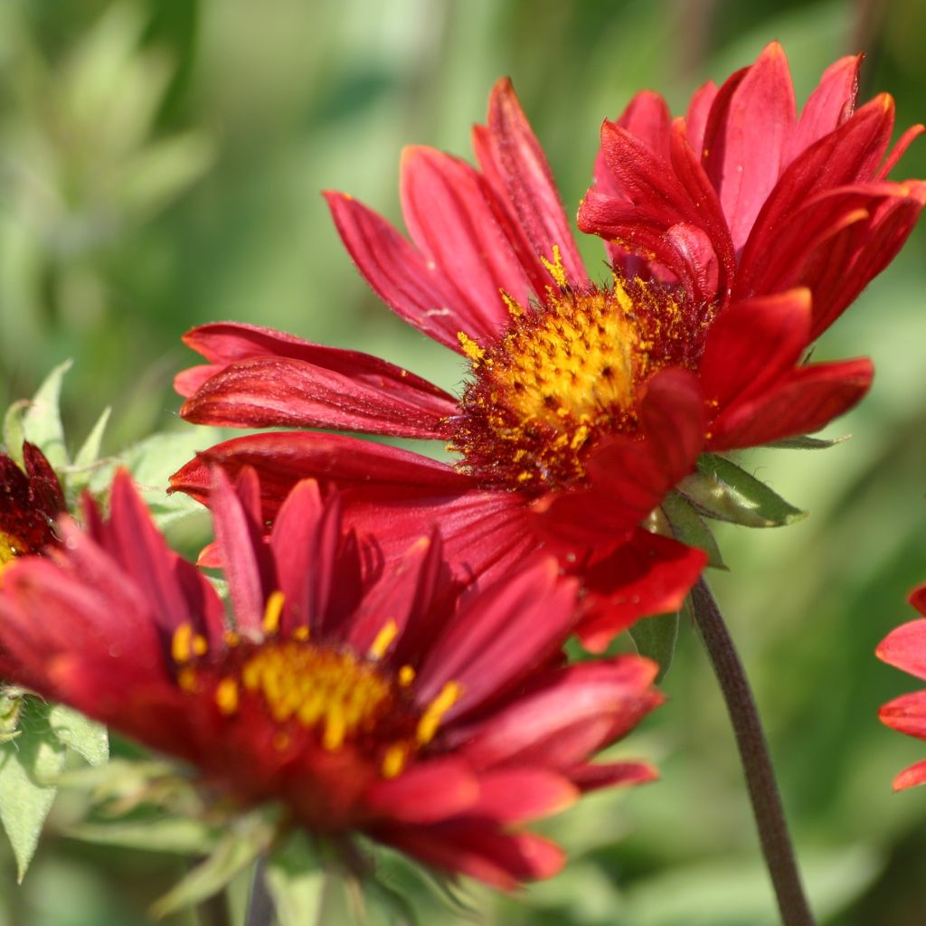 Gaillardia grandiflora Burgunder