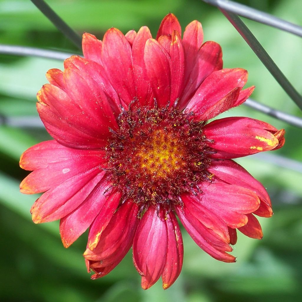 Gaillardia grandiflora Burgunder