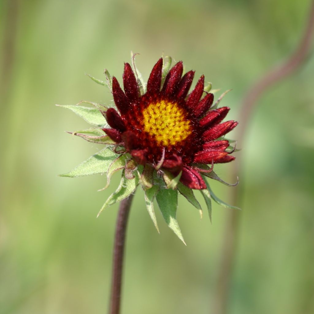 Gaillardia grandiflora Burgunder
