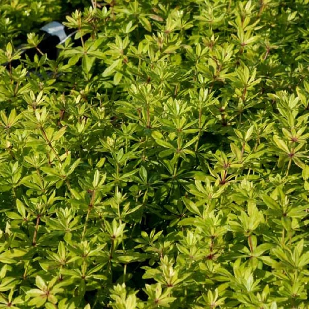 Galium odoratum