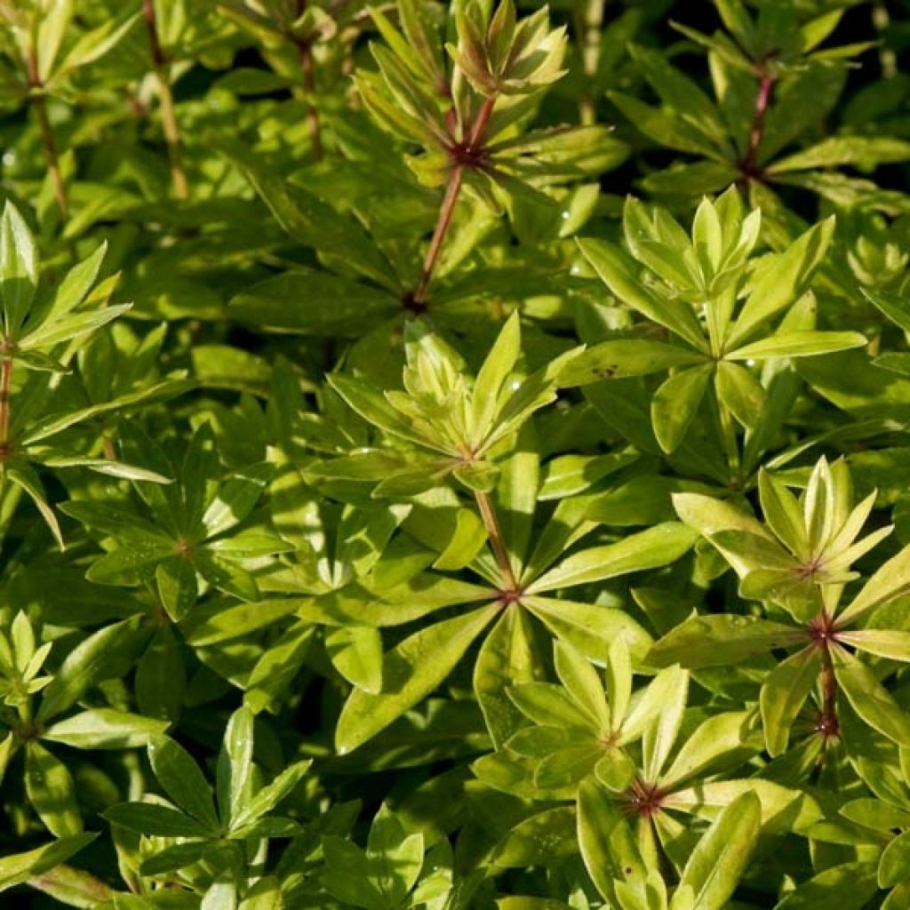 Galium odoratum