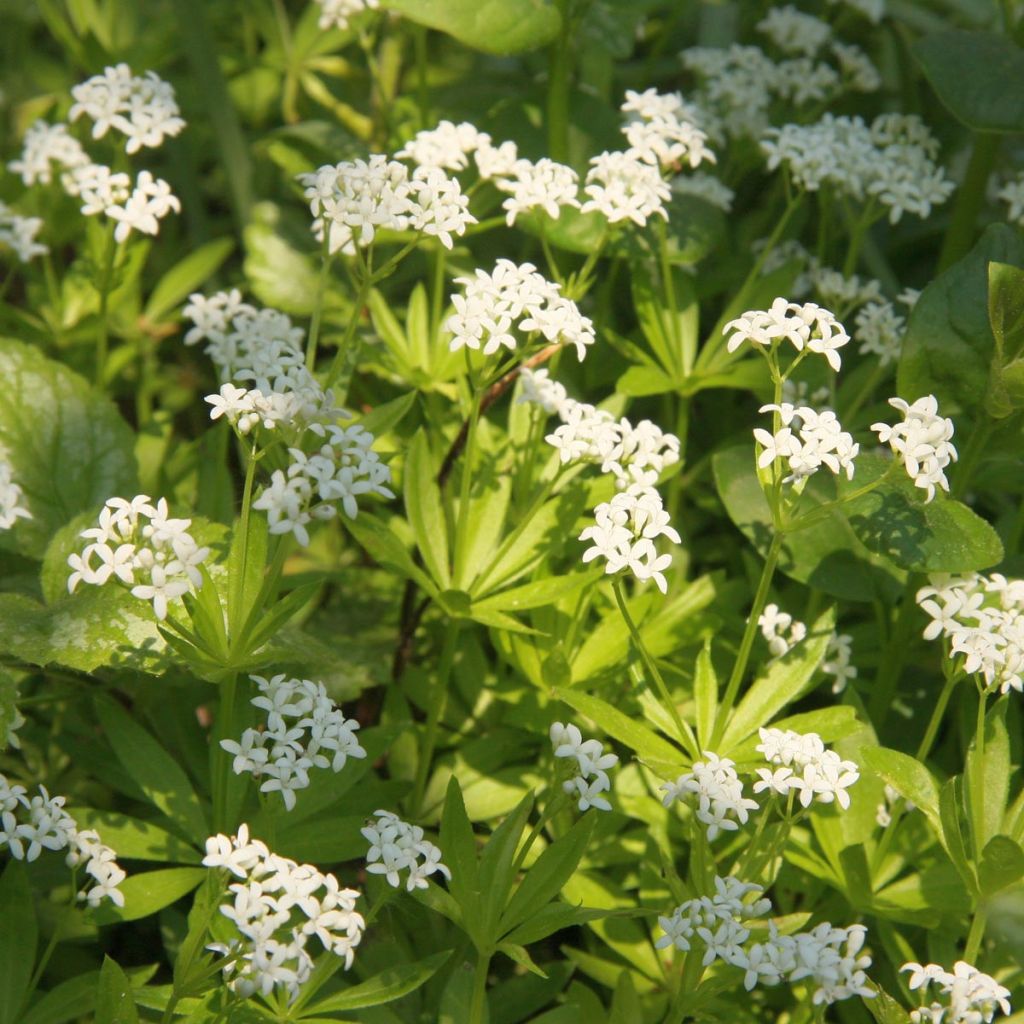 Galium odoratum