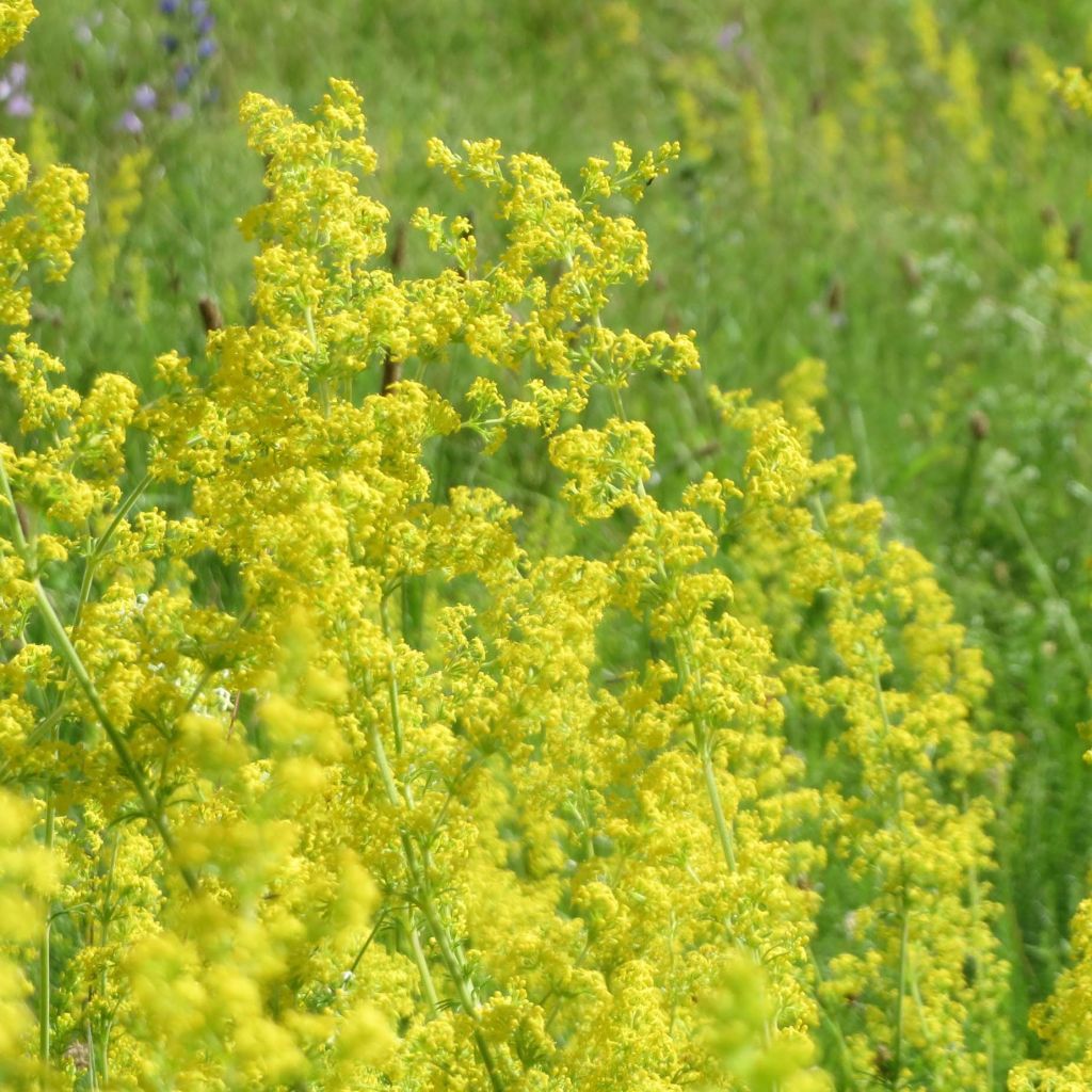 Galium verum