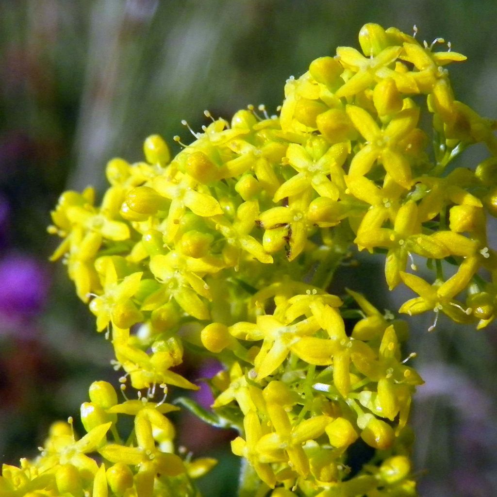 Galium verum