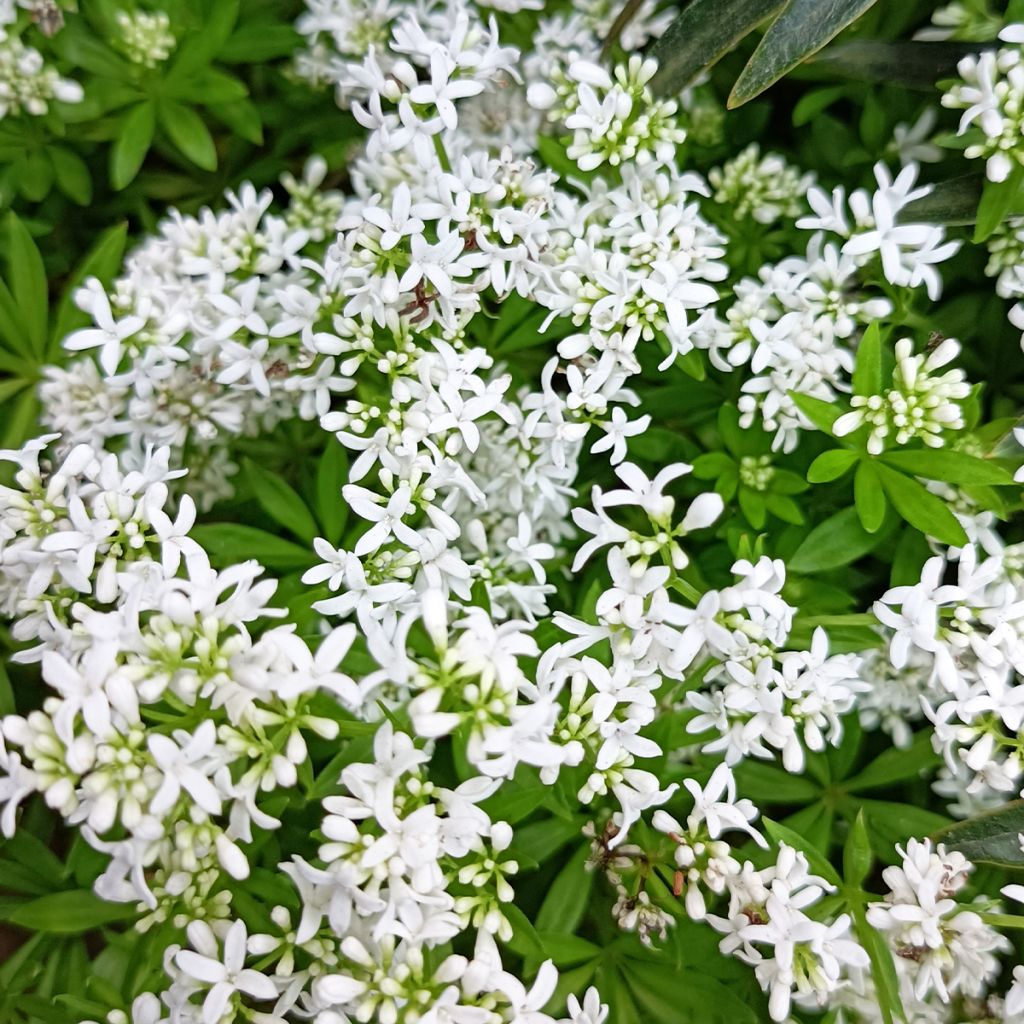 Galium odoratum